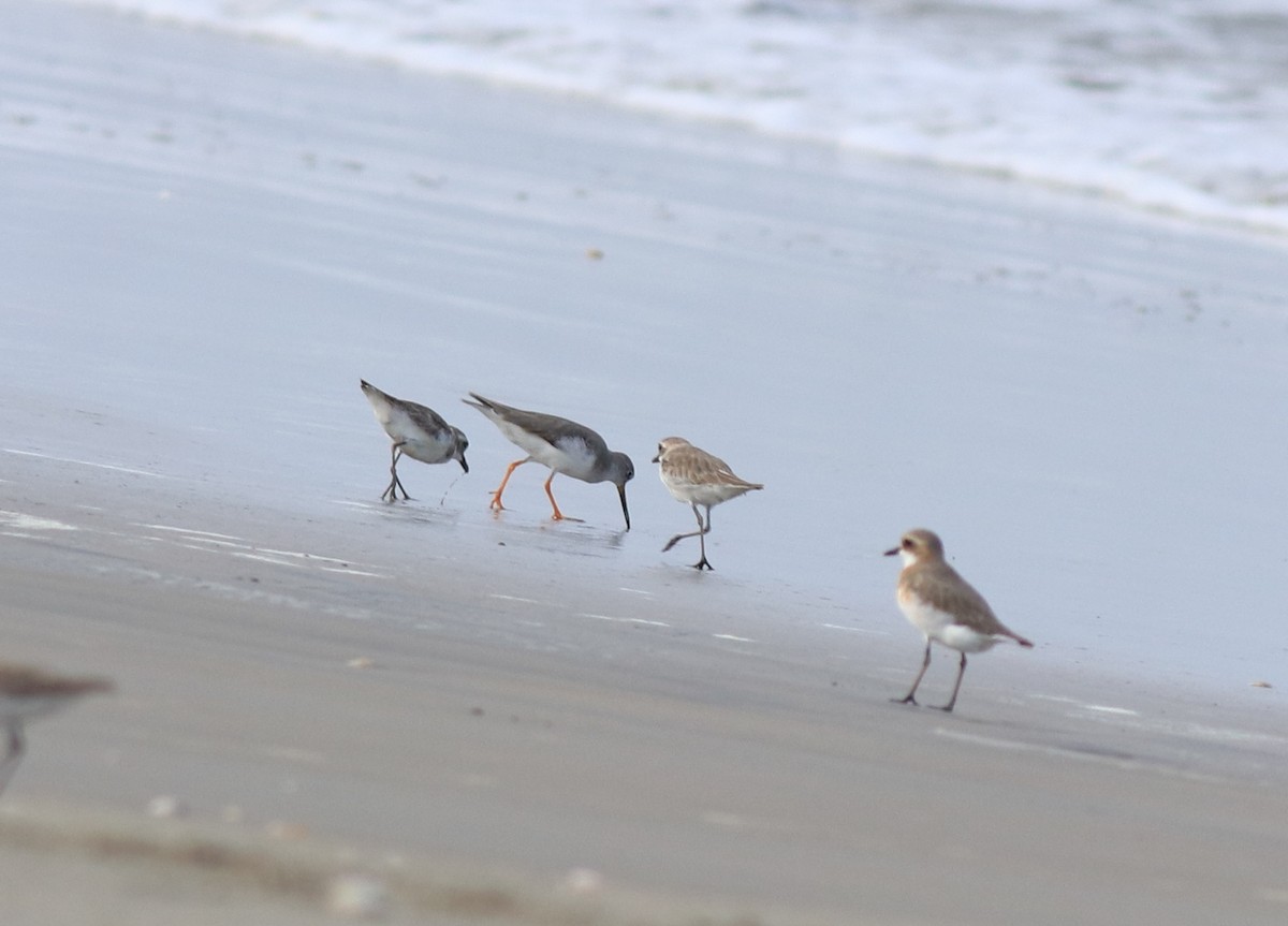 Tibetan Sand-Plover - ML641330077