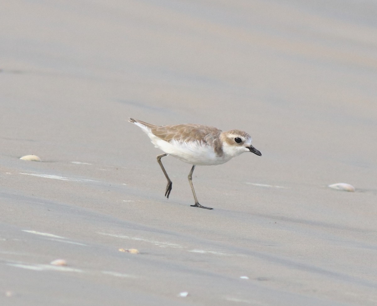 Tibetan Sand-Plover - ML641330078