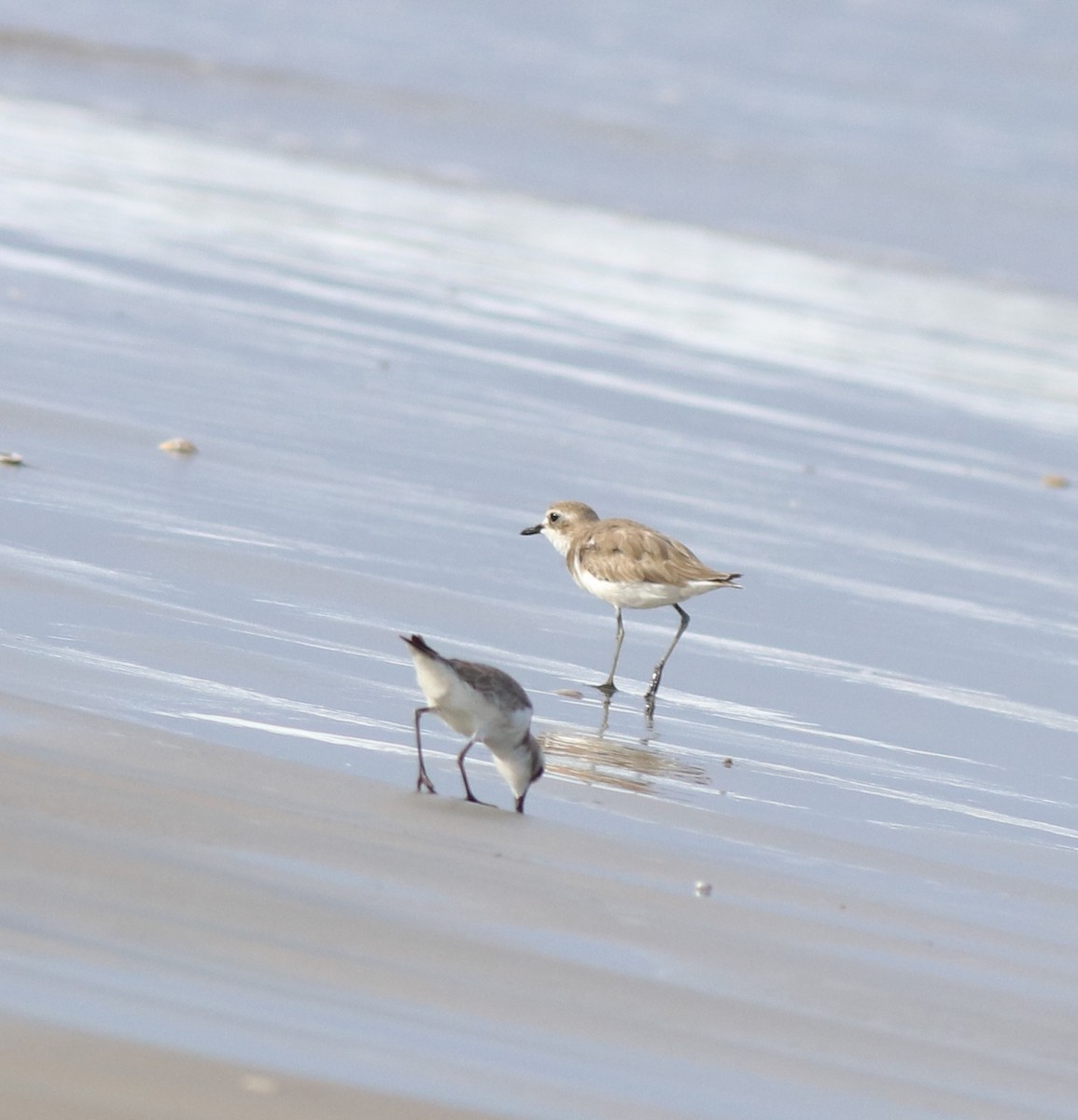 Tibetan Sand-Plover - ML641330079