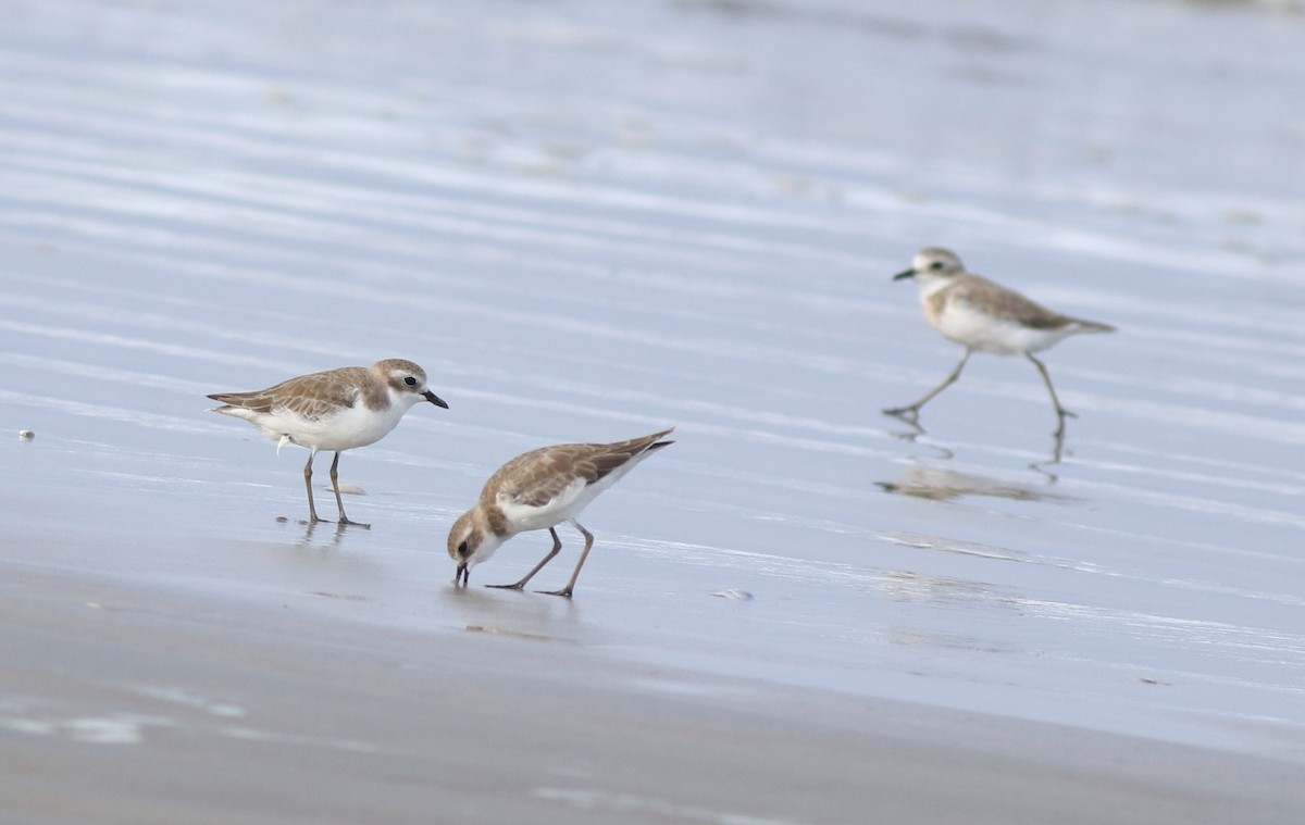 Tibetan Sand-Plover - ML641330080