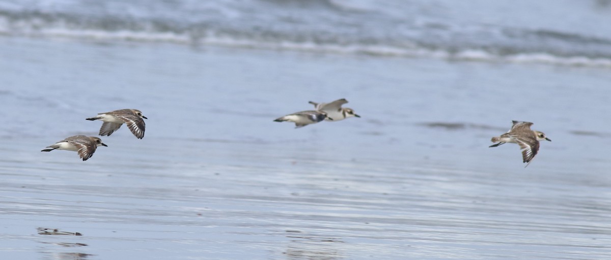 Tibetan Sand-Plover - ML641330082