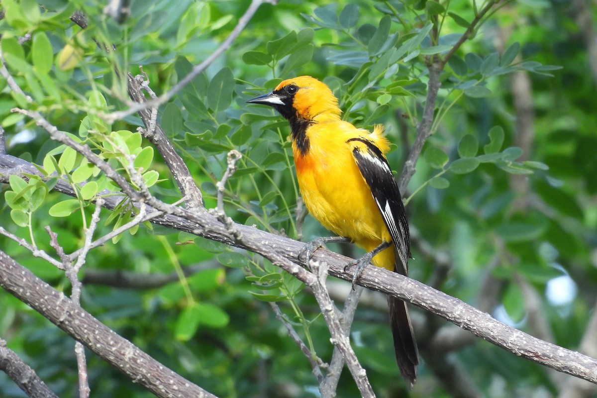 Orange Oriole - ML641330100