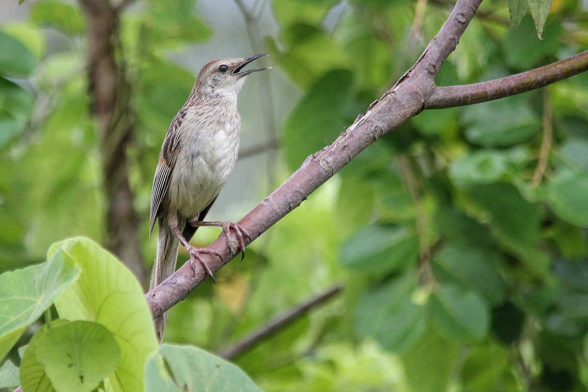 Striated Grassbird - ML641330104