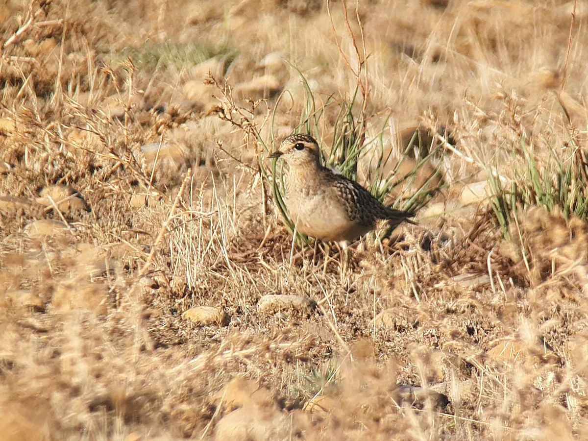 Eurasian Dotterel - ML641330105