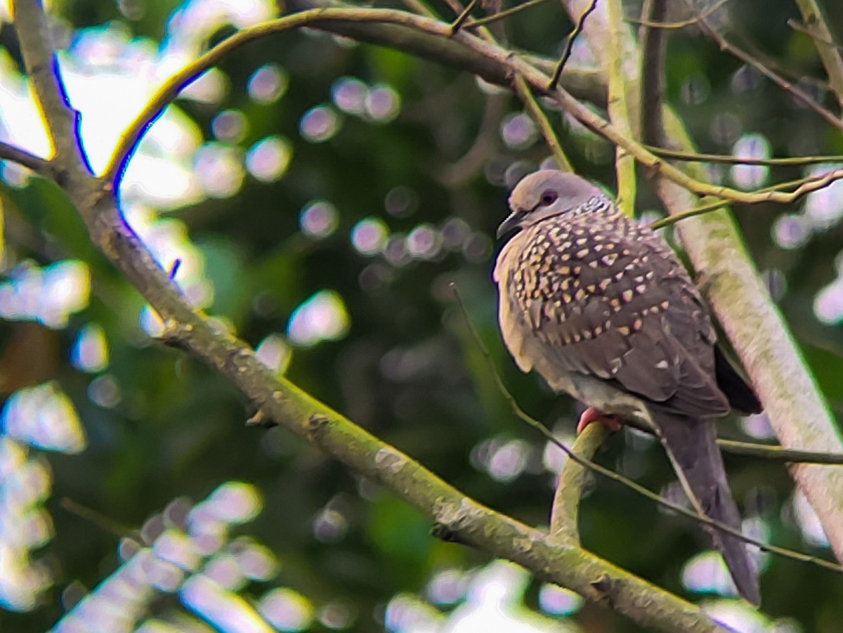 Spotted Dove - ML641330107
