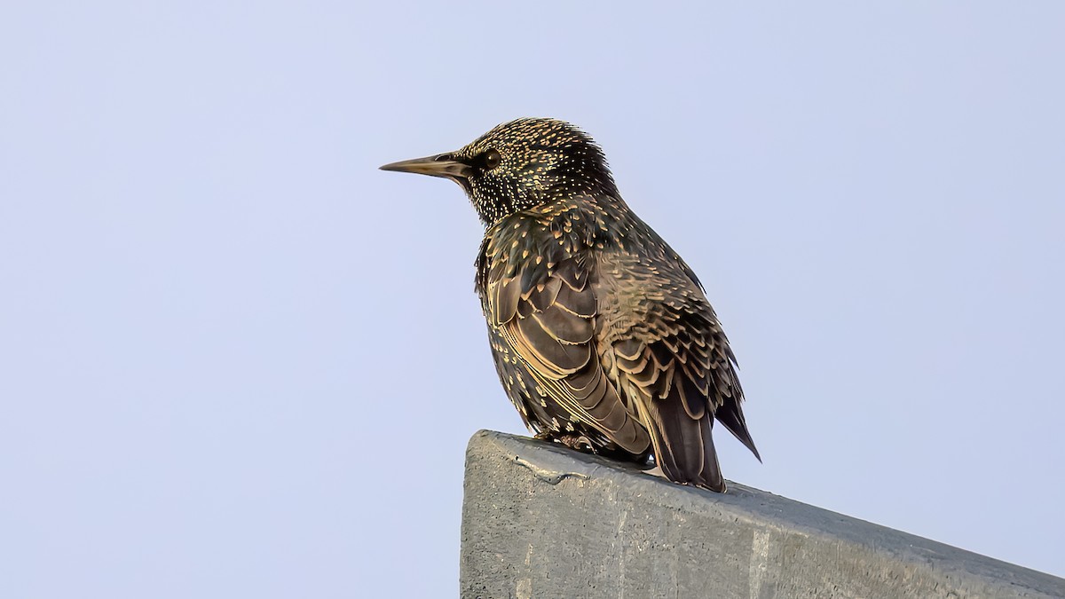 European Starling - ML641330113