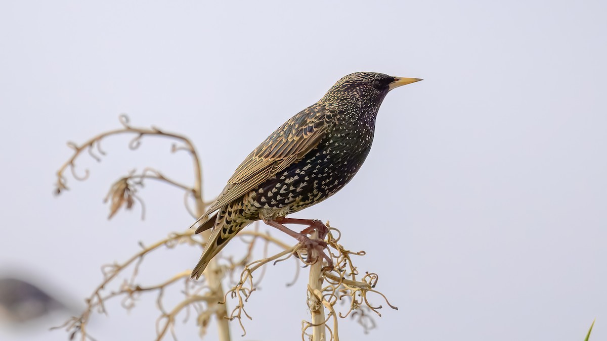 European Starling - ML641330114