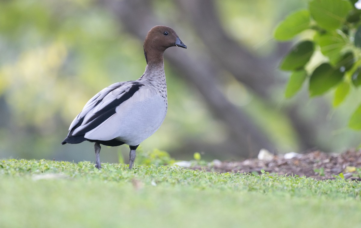 Maned Duck - ML641330121