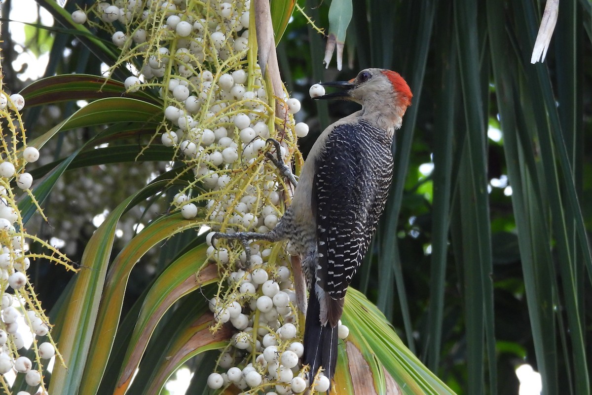 Golden-fronted Woodpecker - ML641330122