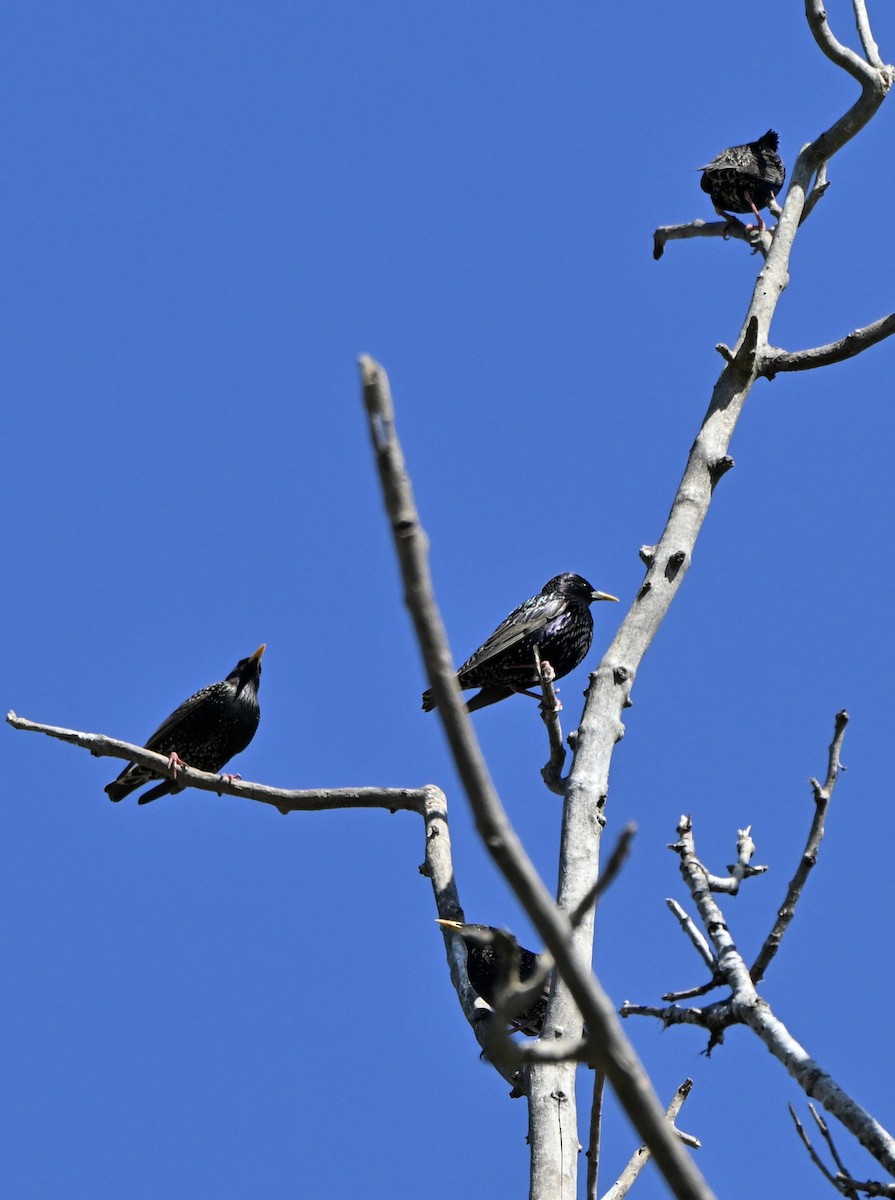 European Starling - ML641330128