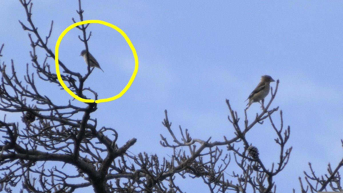 Asian Brown Flycatcher - ML641330130