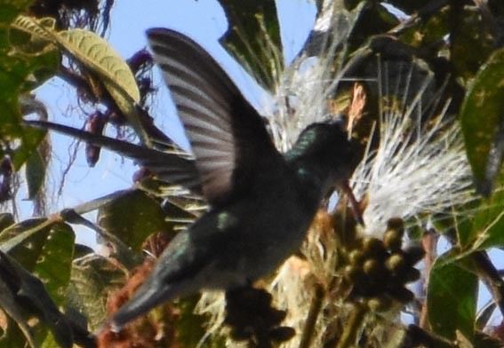 Green-and-white Hummingbird - ML641330131