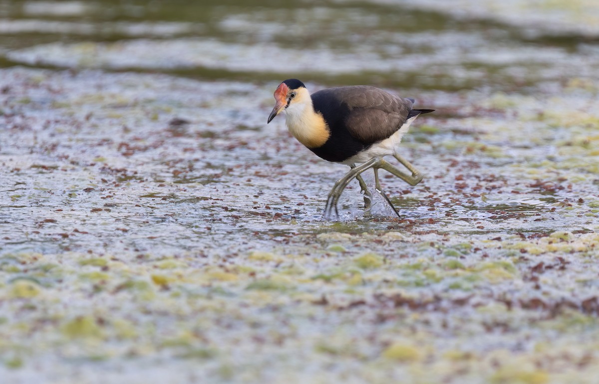 Comb-crested Jacana - ML641330132
