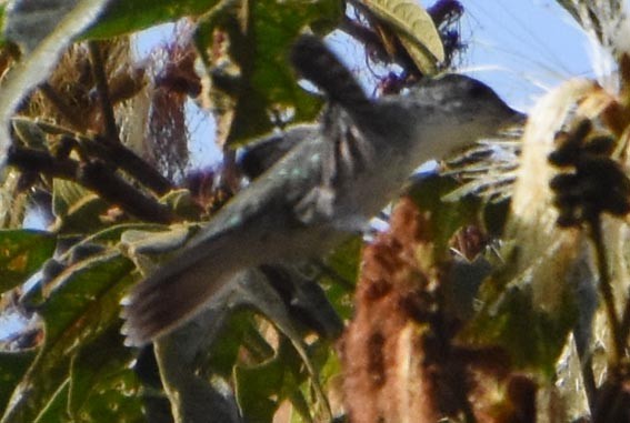 Green-and-white Hummingbird - ML641330134
