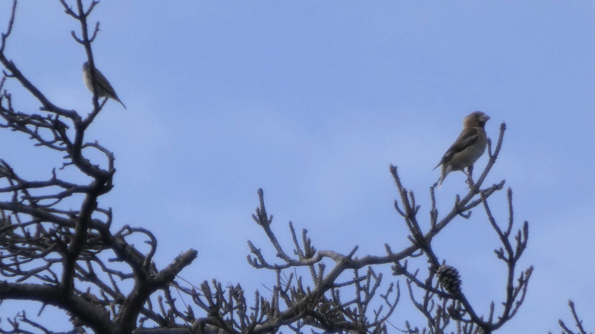 Hawfinch - ML641330136