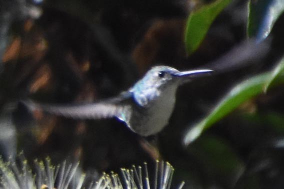 Green-and-white Hummingbird - ML641330137