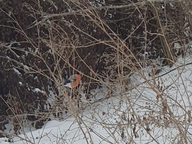 Eurasian Bullfinch - ML641330139
