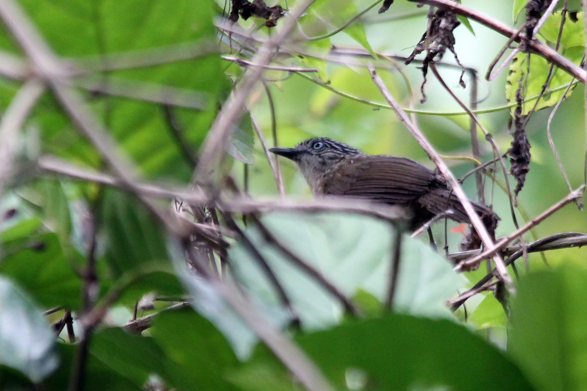 Brown Tit-Babbler - ML641330144