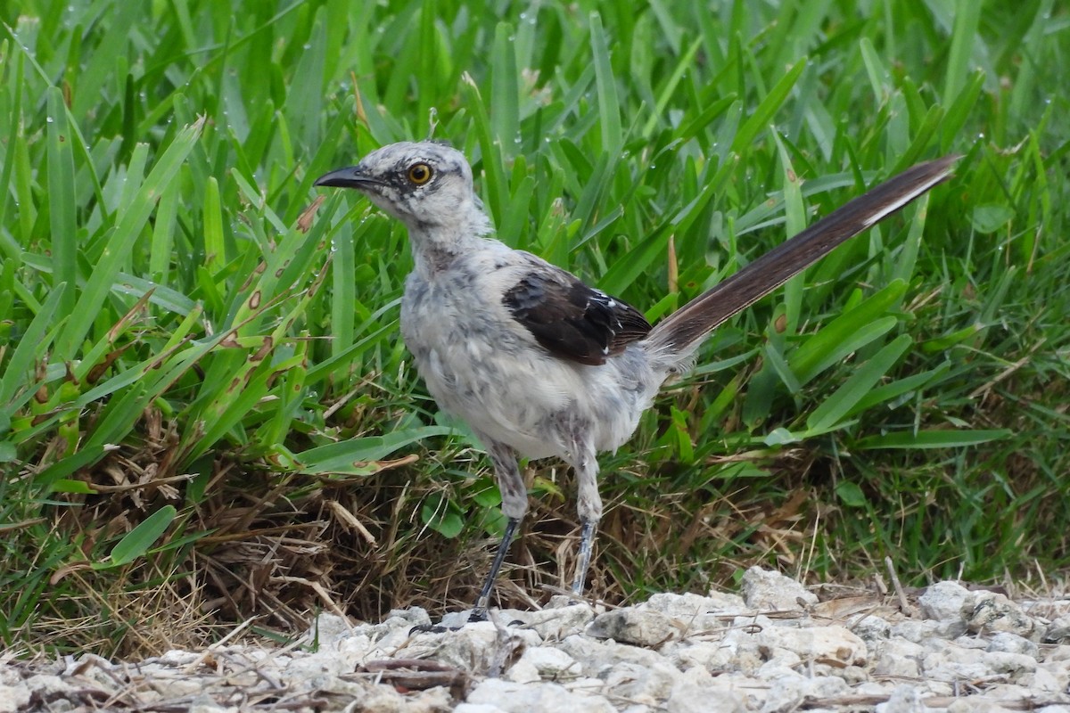 Tropical Mockingbird - ML641330152