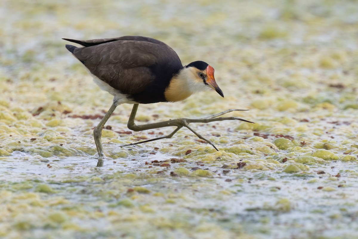 Comb-crested Jacana - ML641330155