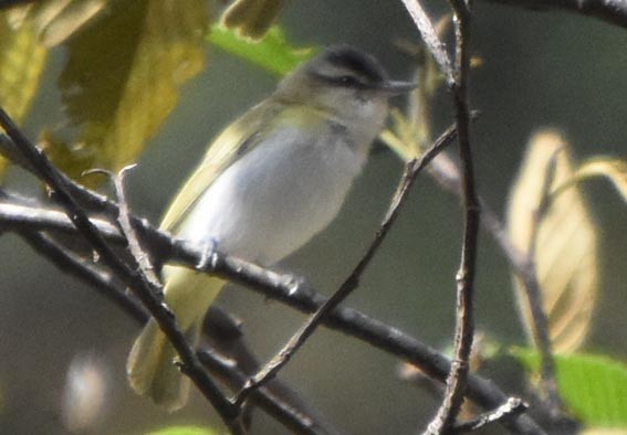 Chivi Vireo - ML641330156