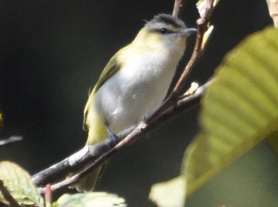 Chivi Vireo - ML641330166