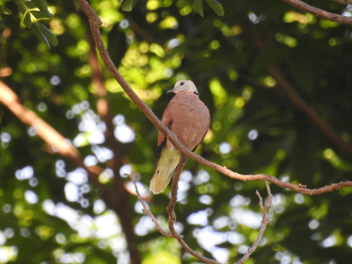Red Collared-Dove - ML641330182
