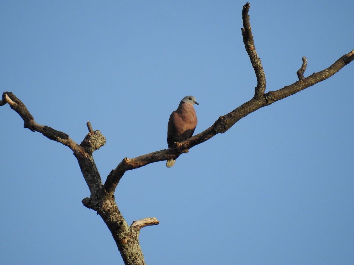 Red Collared-Dove - ML641330183