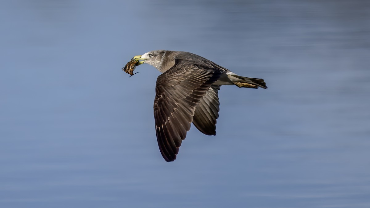 Kelp Gull - ML641330186