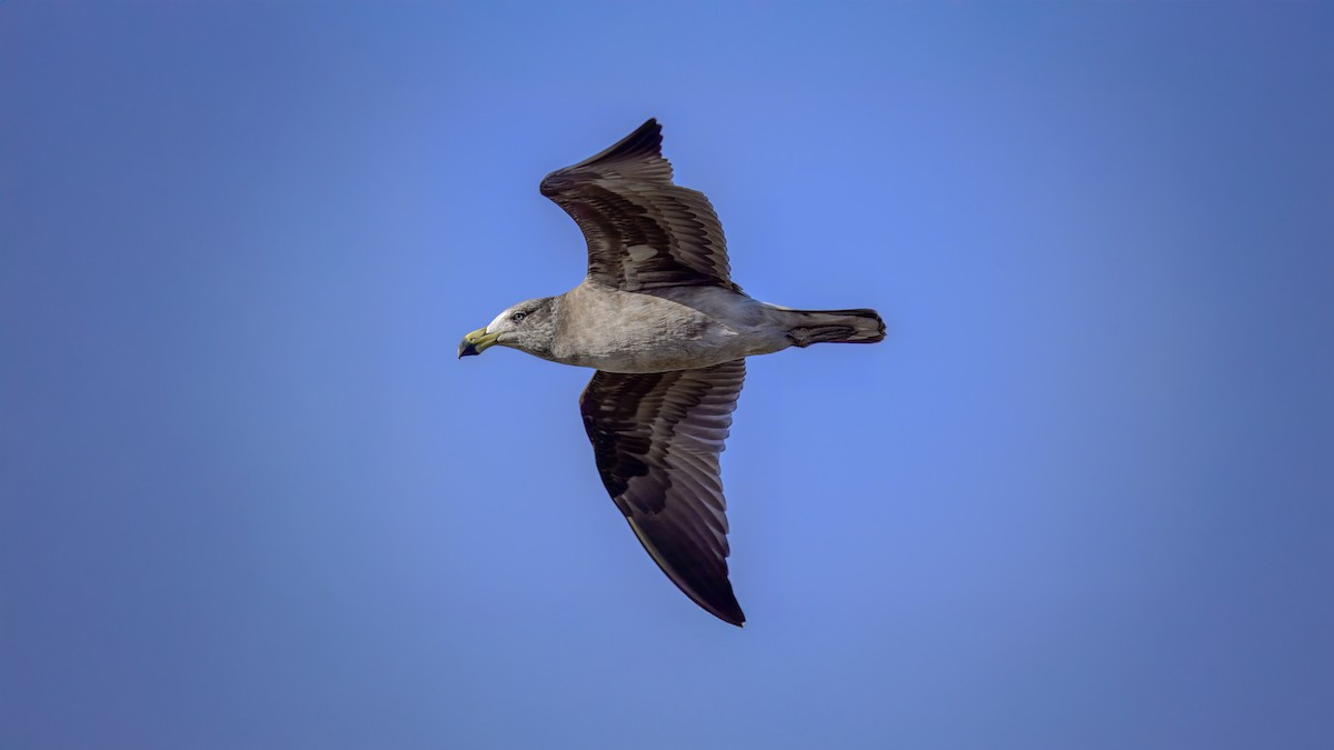 Kelp Gull - ML641330187