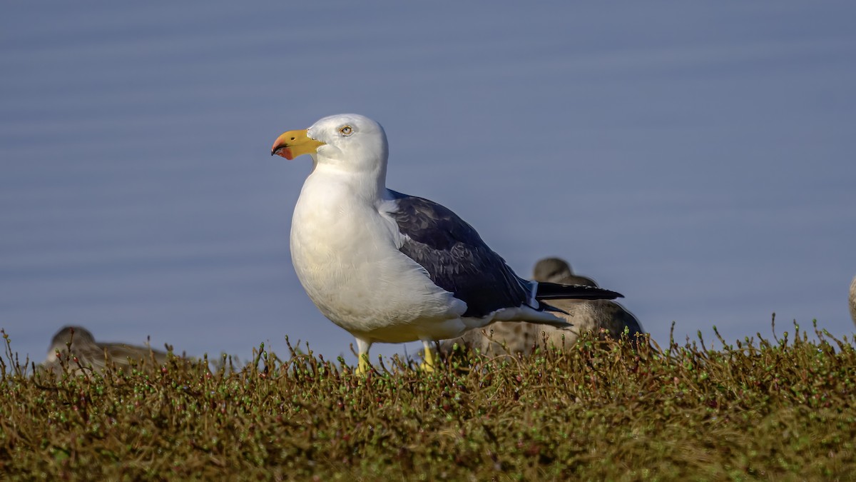 Kelp Gull - ML641330188