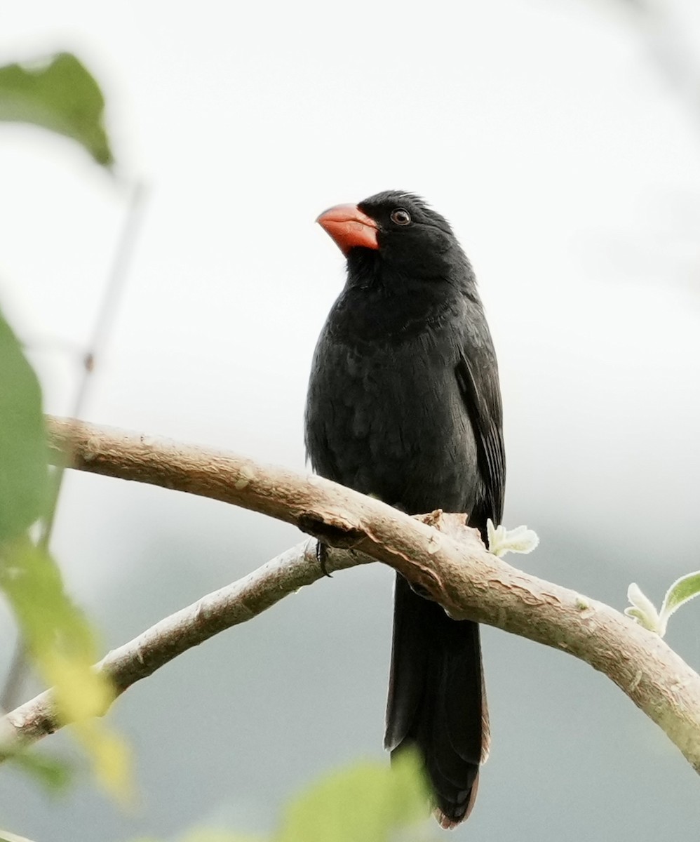 Black-throated Grosbeak - ML641330189