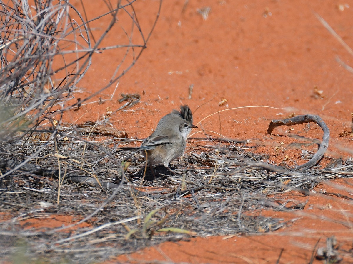 Chirruping Wedgebill - ML641330193