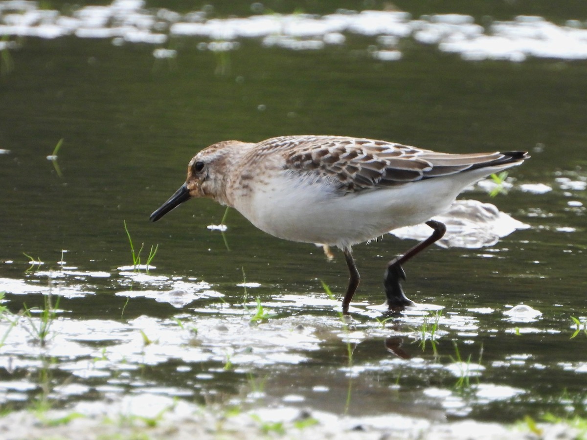Semipalmated Sandpiper - ML641330194