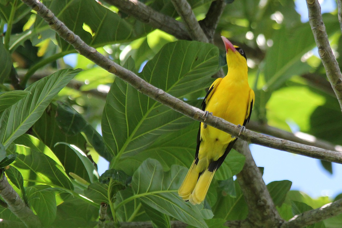 Black-naped Oriole - ML641330198
