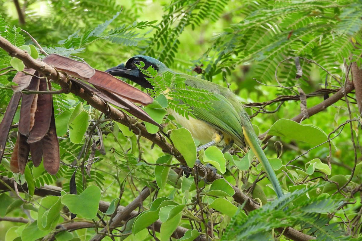 Green Jay - ML641330199