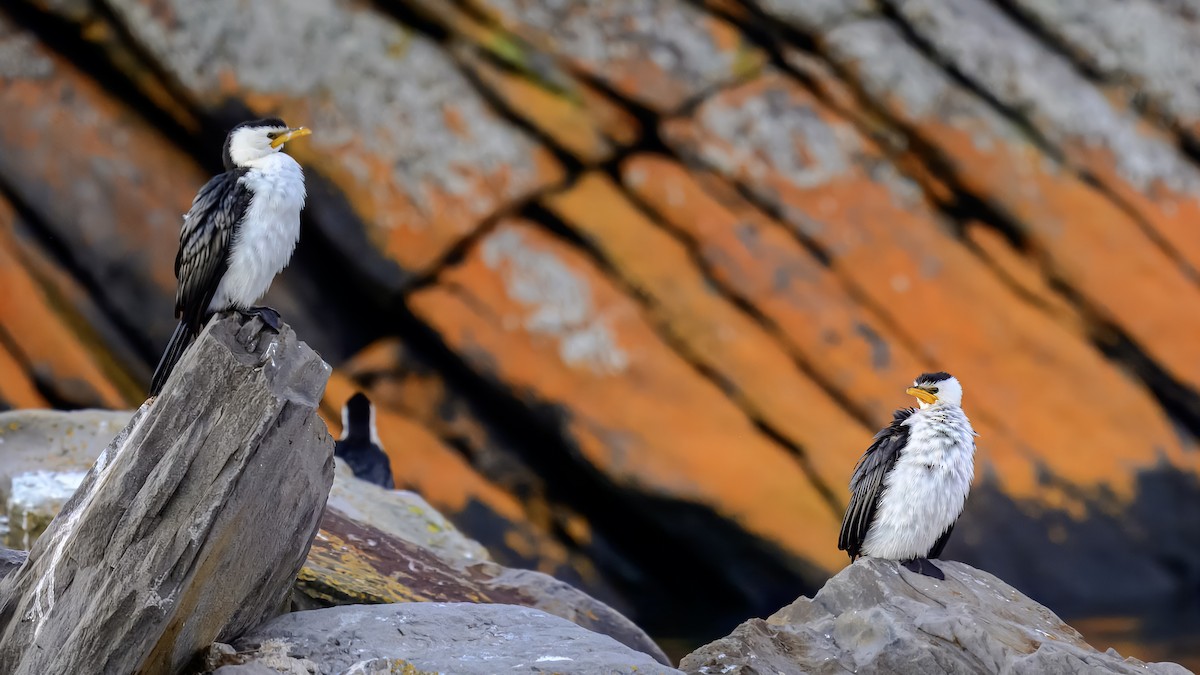 Little Pied Cormorant - ML641330204