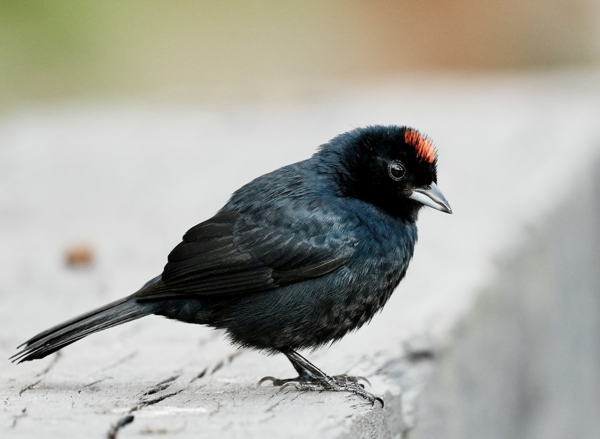 Ruby-crowned Tanager - ML641330209