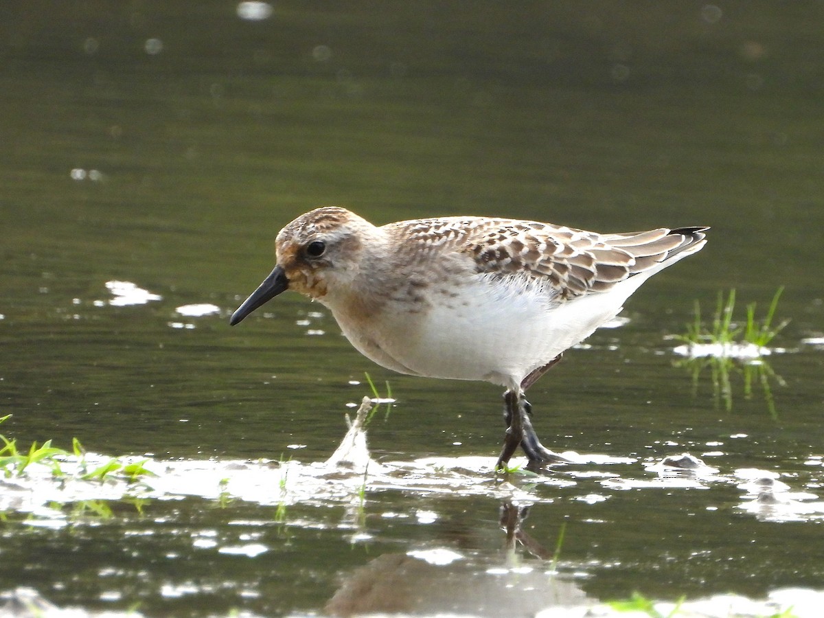 Semipalmated Sandpiper - ML641330210