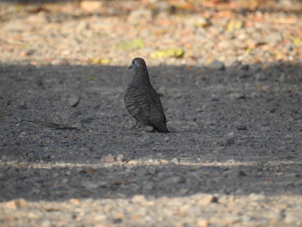 Zebra Dove - ML641330212