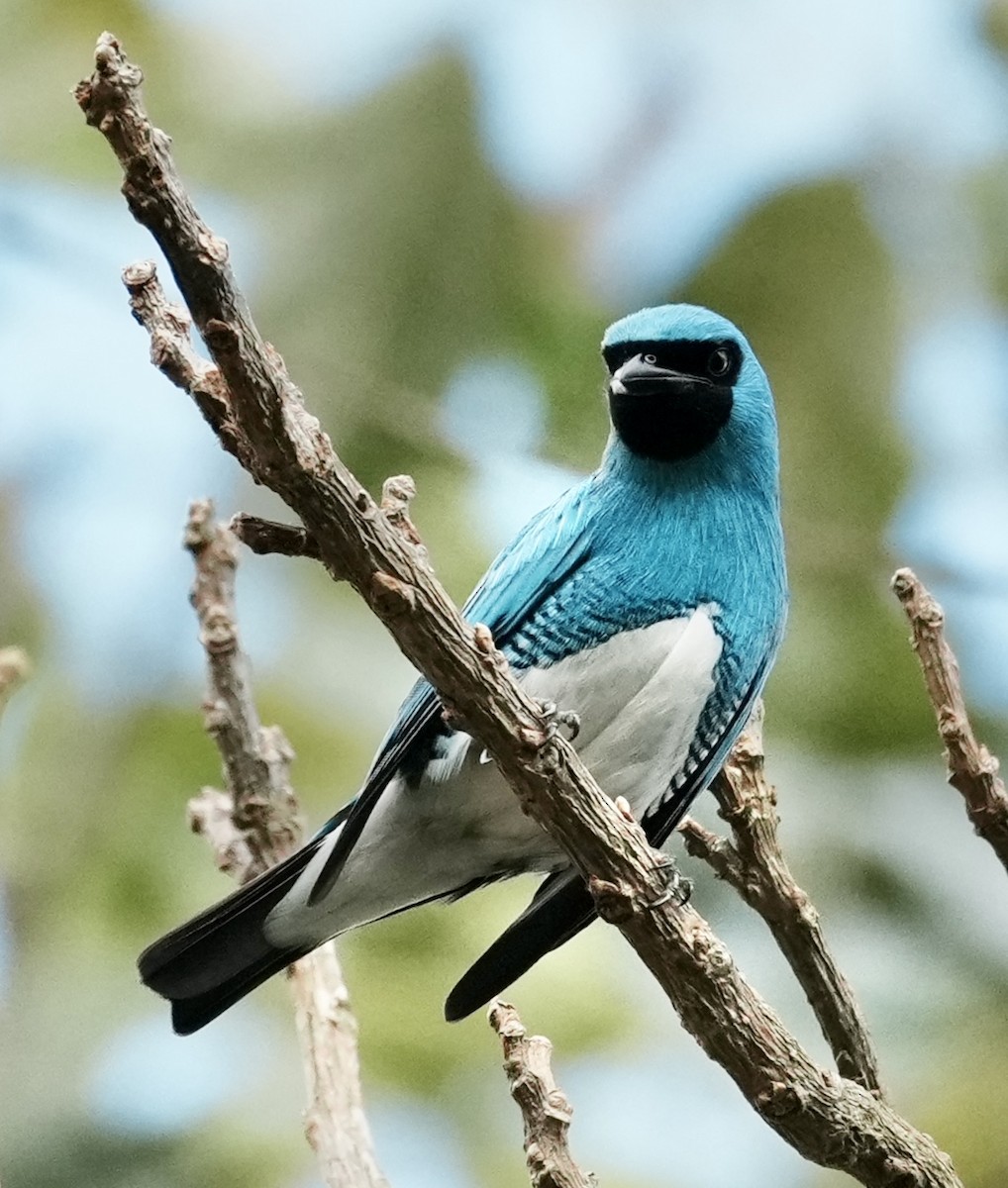Swallow Tanager - ML641330217
