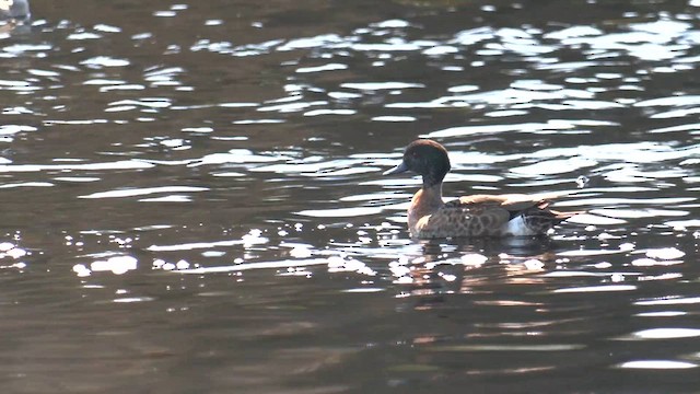 Chestnut Teal - ML641330219