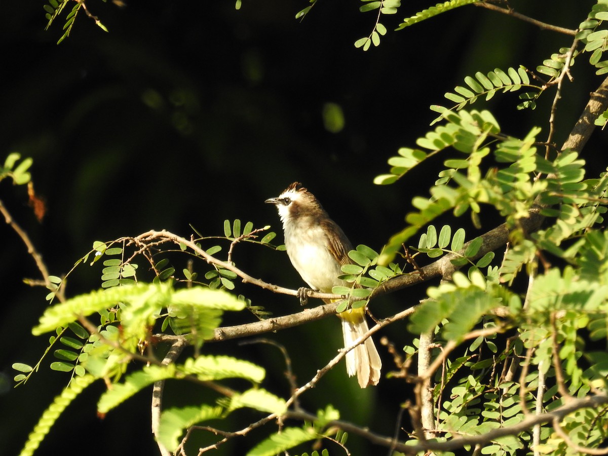 Yellow-vented Bulbul - ML641330221