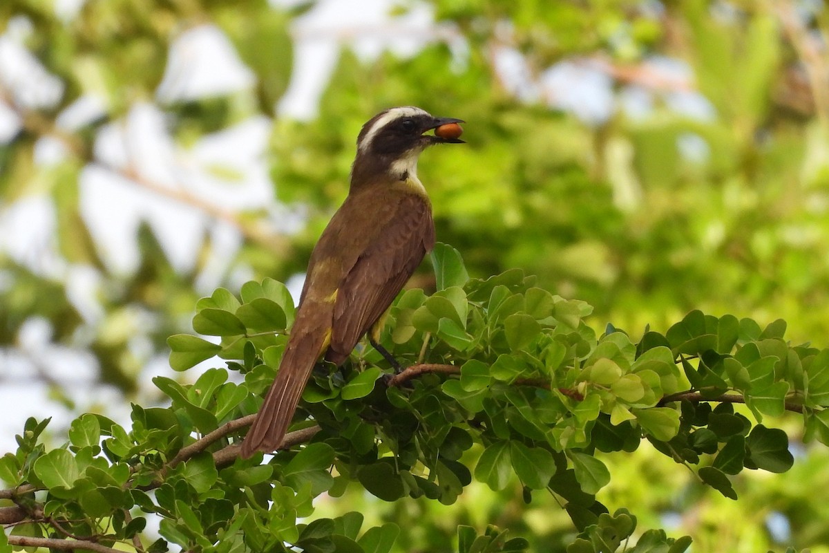 Social Flycatcher - ML641330224