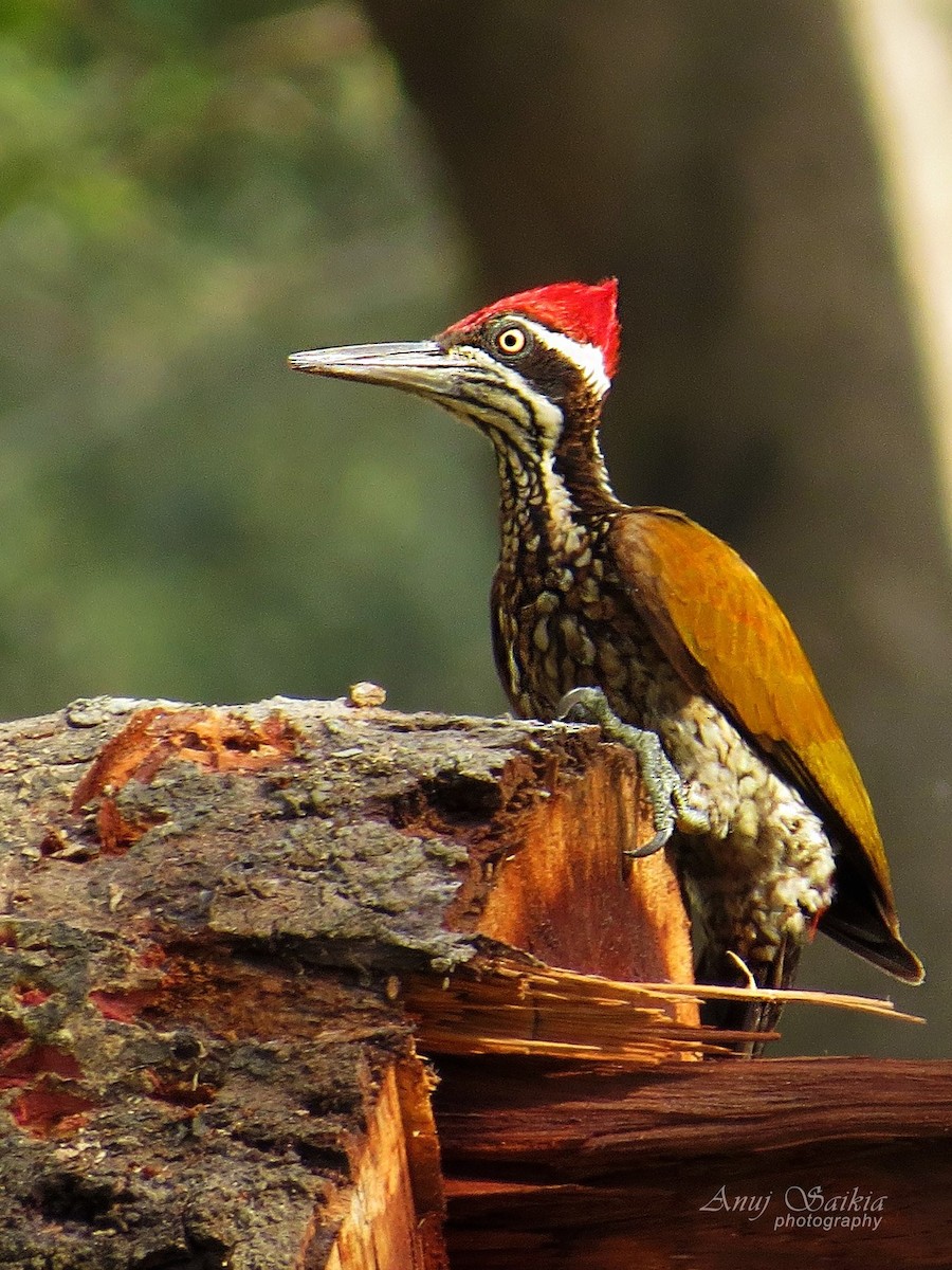Greater Flameback - ML641330234