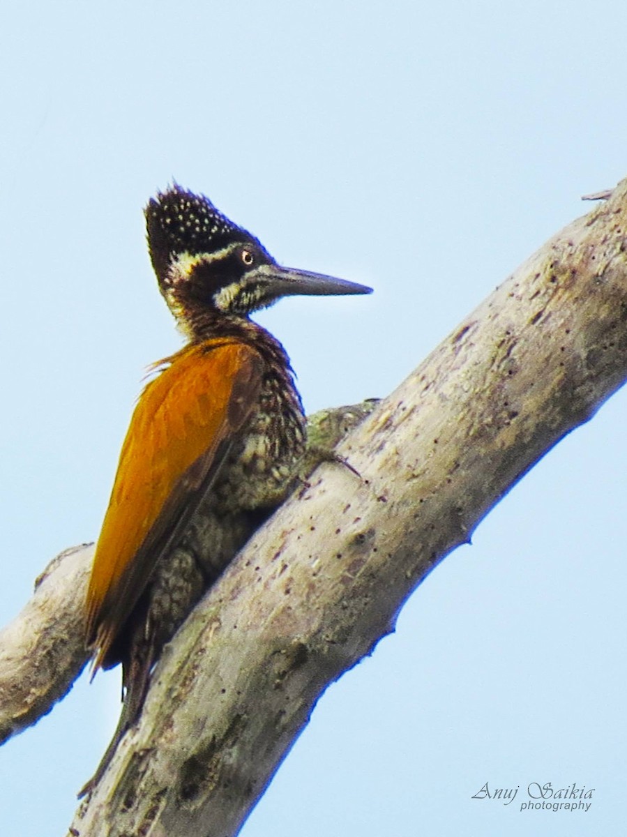 Greater Flameback - ML641330235