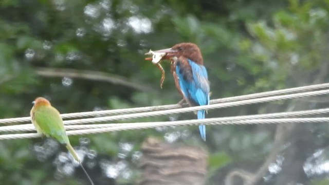 White-throated Kingfisher - ML641330238