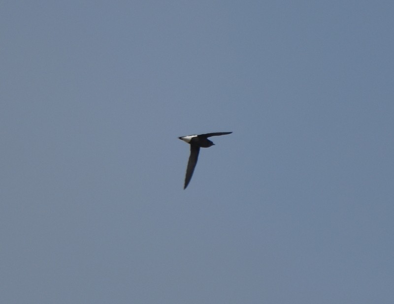 Brown-backed Needletail - ML641330240