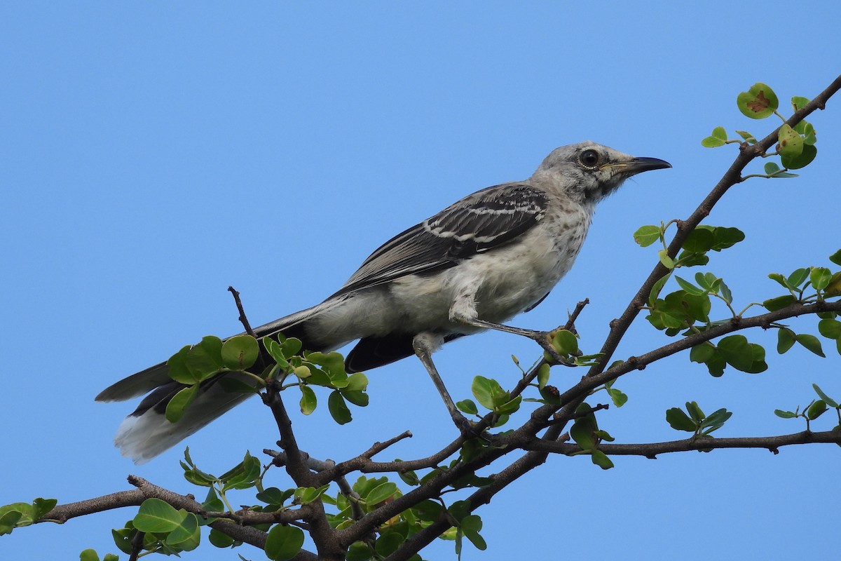 Tropical Mockingbird - ML641330241