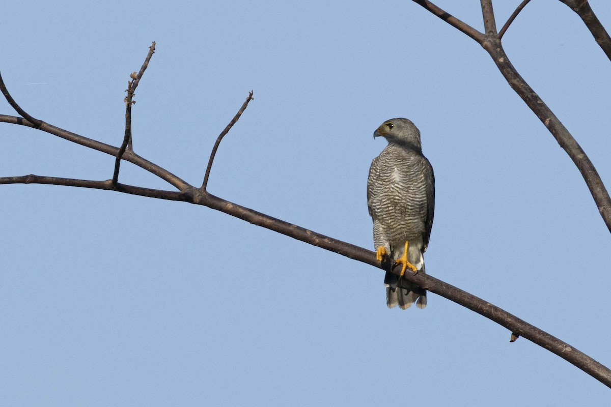 Gray Hawk - ML641330242
